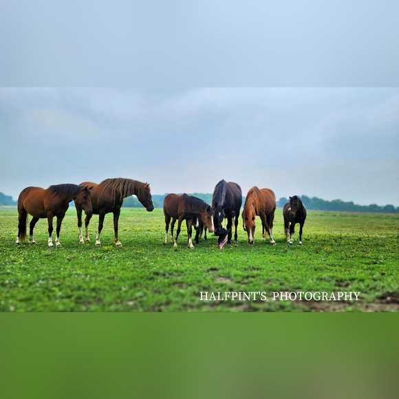 Free Shipping Plus Givaway Item - Picture 8 of 11